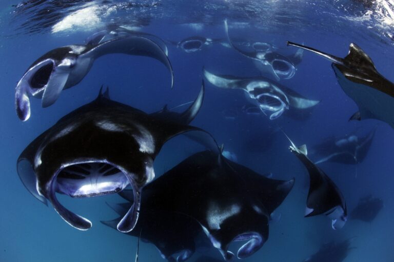 Global Call to Action: Protect Baa Atoll from Dhonfanu Reclamation Before It’s Too Late